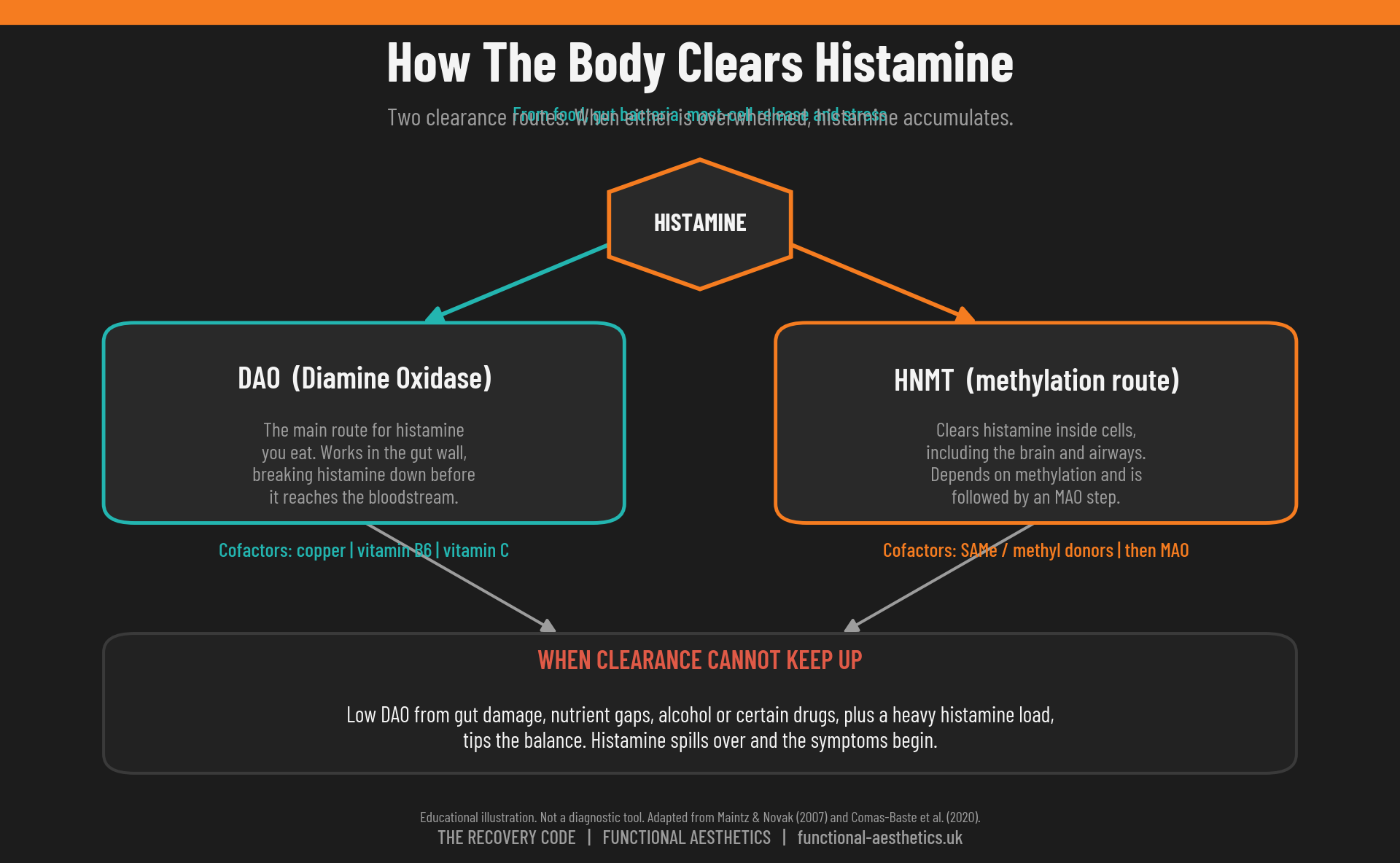 Diagram of the two histamine clearance pathways, DAO in the gut wall and HNMT methylation inside cells, with their nutrient cofactors